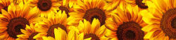 Dimex HELIANTHUS öntapadós konyhai poszter, 260x60 cm (KI-260-051)