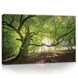 Consalnet Erdő, vászonkép, 60x40 cm méretben (C5-11799O4)