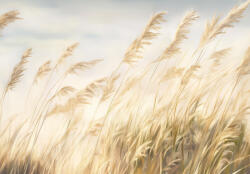 Consalnet Nyári nádas poszter, fotótapéta, Vlies (350 x 250 cm) (C1-15540VX7)