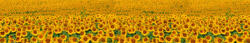 Dimex SUNFLOWERS öntapadós konyhai poszter, 350x60 cm (KI-350-030)