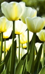 Dimex WHITE TULIPS fotótapéta, poszter, vlies alapanyag, 150x250 cm (MS-2-0127)