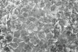 Dimex Almafa fotótapéta, poszter, vlies alapanyag, 375x250 cm (MS-5-0356)