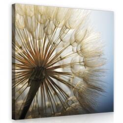 Consalnet Pitypang, vászonkép 80x80 cm méretben (C5-11792O2)