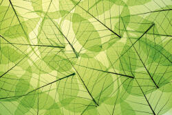 Dimex LEAF VEINS fotótapéta, poszter, vlies alapanyag, 375x250 cm (MS-5-0111)