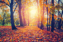 Dimex Vlies Fotótapéta - Alley in autumn - 375x250 cm (MS-5-1854)