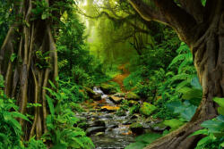 Dimex Vlies Fotótapéta - River in tropics - 375x250 cm (MS-5-1604)