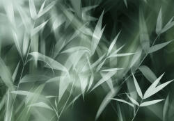 Consalnet Sejtelmes bambusz levelek poszter, fotótapéta, Vlies (368 x 254 cm) (C1-15524V8)