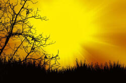 Dimex Vlies Fotótapéta - Black trees - 375x250 cm (MS-5-1840)