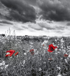 Dimex POPPIES BLACK fotótapéta, poszter, vlies alapanyag, 225x250 cm (MS-3-0091)