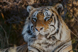 Dimex Vlies Fotótapéta - Tiger male portrait - 375x250 cm (MS-5-0597)