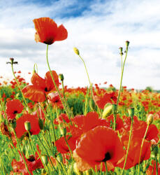 Dimex RED POPPIES fotótapéta, poszter, vlies alapanyag, 225x250 cm (MS-3-0090)