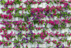 Dimex Vlies Fotótapéta - Flowers in pot Plants - 375x250 cm (MS-5-0772)