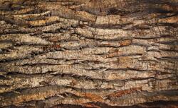 Consalnet Farönk poszter, fotótapéta (152, 5 x 104 cm) (C1-2007VEL)