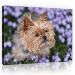 Consalnet Vászonkép, Yorkshire terrier kutya, 100x75 cm méretben (C5-11381O1)