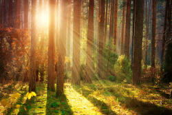 Dimex Vlies Fotótapéta - Forest autumn - 375x250 cm (MS-5-1851)