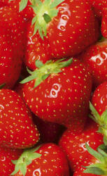 Dimex STRAWBERRY fotótapéta, poszter, vlies alapanyag, 150x250 cm (MS-2-0241)