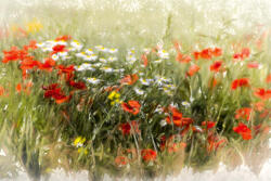 Dimex Vlies Fotótapéta - Poppy field - 375x250 cm (MS-5-1984)