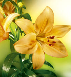 Dimex LILY fotótapéta, poszter, vlies alapanyag, 225x250 cm (MS-3-0139)