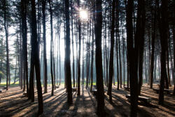 Dimex Vlies Fotótapéta - Morning scene - 375x250 cm (MS-5-1903)