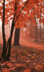 Dimex MISTY FOREST fotótapéta, poszter, vlies alapanyag, 150x250 cm (MS-2-0095)