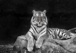 Sverus Fotótapéta White Tiger, 416 x 254 cm (SV-24078877WM-416X254CM)