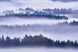 Dimex Vlies Fotótapéta - Fog and trees - 375x250 cm (MS-5-1870)