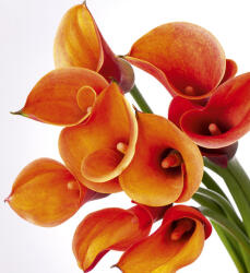 Dimex CALLA fotótapéta, poszter, vlies alapanyag, 225x250 cm (MS-3-0152)
