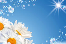 Dimex Vlies Fotótapéta - Daises and bubbles - 375x250 cm (MS-5-1297)