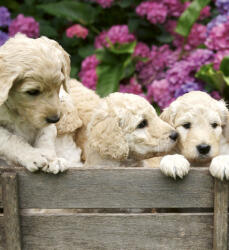 Dimex LABRADOR PUPPIES fotótapéta, poszter, vlies alapanyag, 225x250 cm (MS-3-0224)