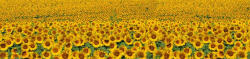 Dimex SUNFLOWERS öntapadós konyhai poszter, 260x60 cm (KI-260-030)