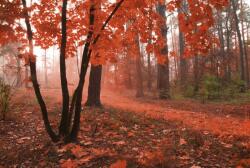 Dimex MISTY FOREST fotótapéta, poszter, vlies alapanyag, 375x250 cm (MS-5-0095)