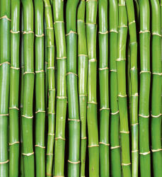 Dimex BAMBOO fotótapéta, poszter, vlies alapanyag, 225x250 cm (MS-3-0165)