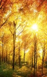 Dimex SUNY FOREST fotótapéta, poszter, vlies alapanyag, 150x250 cm (MS-2-0067)