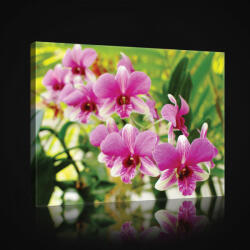 Consalnet Vászonkép, Orchidea 80x60 cm méretben (C5-2461O6)