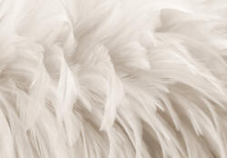 Consalnet Bézs tollak poszter, fotótapéta Vlies (312 x 219 cm) (C1-15279VEXXL)