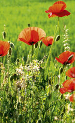 Dimex POPPY FIELD fotótapéta, poszter, vlies alapanyag, 150x250 cm (MS-2-0092)