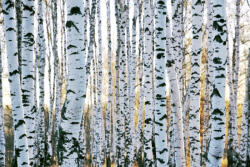 Dimex Vlies Fotótapéta - Trunks of birch trees - 375x250 cm (MS-5-1873)