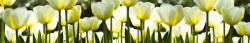 Dimex WHITE TULIPS öntapadós konyhai poszter, 350x60 cm (KI-350-009)