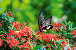 Dimex Vlies Fotótapéta - Butterfly great Mormon Ixora flower - 375x250 cm (MS-5-0464)