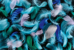 Dimex Vlies Fotótapéta - blue, green and pink feathers - 375x250 cm (MS-5-2547)