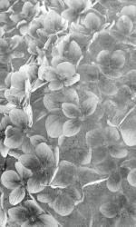 Dimex Almafa fotótapéta, poszter, vlies alapanyag, 150x250 cm (MS-2-0356)