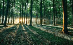 Consalnet Erdő poszter, fotótapéta Vlies (312 x 219 cm) (C1-2228VEXXL)