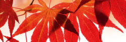 Dimex RED LEAVES öntapadós konyhai poszter, 180x60 cm (KI-180-008)