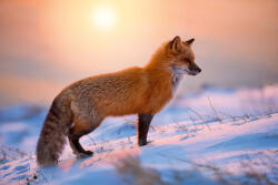 Dimex Vlies Fotótapéta - Red Fox At Sunrise - 375x250 cm (MS-5-0614)