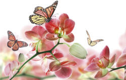 Dimex ORCHIDS AND BUTTERFLY fotótapéta, poszter, vlies alapanyag, 375x250 cm (MS-5-0146)