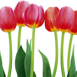 Dimex BED OF TULIPS fotótapéta, poszter, vlies alapanyag, 225x250 cm (MS-3-0126)