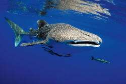 Dimex Vlies Fotótapéta - Whale shark - 375x250 cm (MS-5-0528)