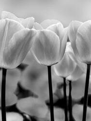 Consalnet Tulipánok poszter, fotótapéta, Vlies (206x275 cm, álló) (C1-287VEA)