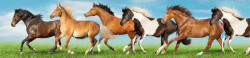 Dimex HORSES öntapadós konyhai poszter, 260x60 cm (KI-260-111)