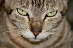 Dimex Vlies Fotótapéta - Close-up view of cat - 375x250 cm (MS-5-0554)
